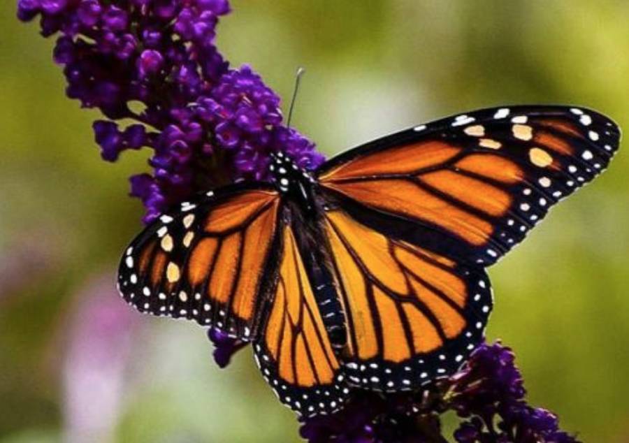 butterfly plant